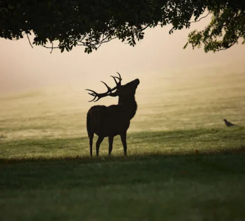 Randonnée nocturne brame du cerf