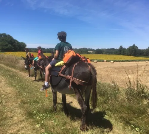 Multi-activités autour des ânes