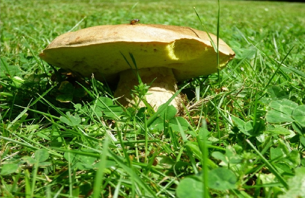 Conférence sur la biodiversité locale