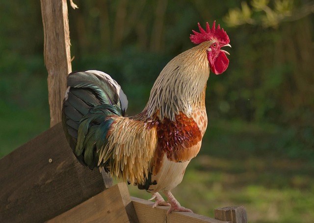 Cinéma à Villefranche:Cocorico 2