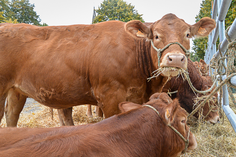 Comice agricole - Crédit: Naturellement Périgord | CC BY-NC-ND 4.0