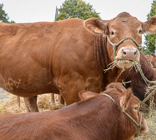 Comice agricole