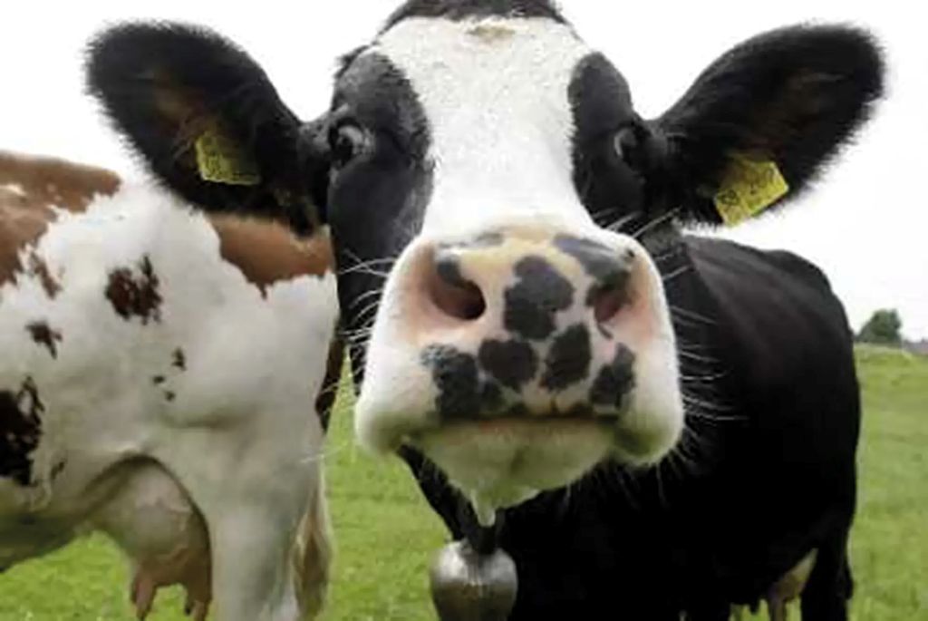 Nuit de la lecture : la vache tachetée et autr ...