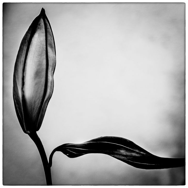 Expo photo "Les fleurs du mâle"