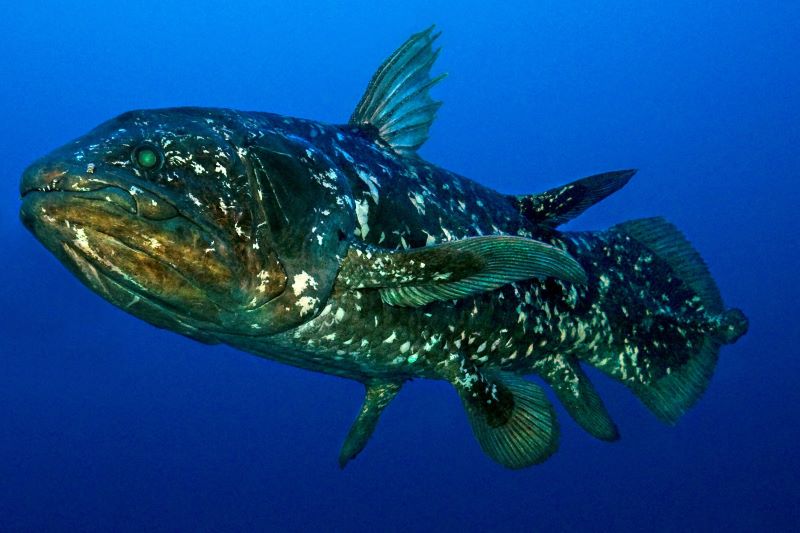 Ciné-débat : Le Coelocanthe, plongée vers nos  ...