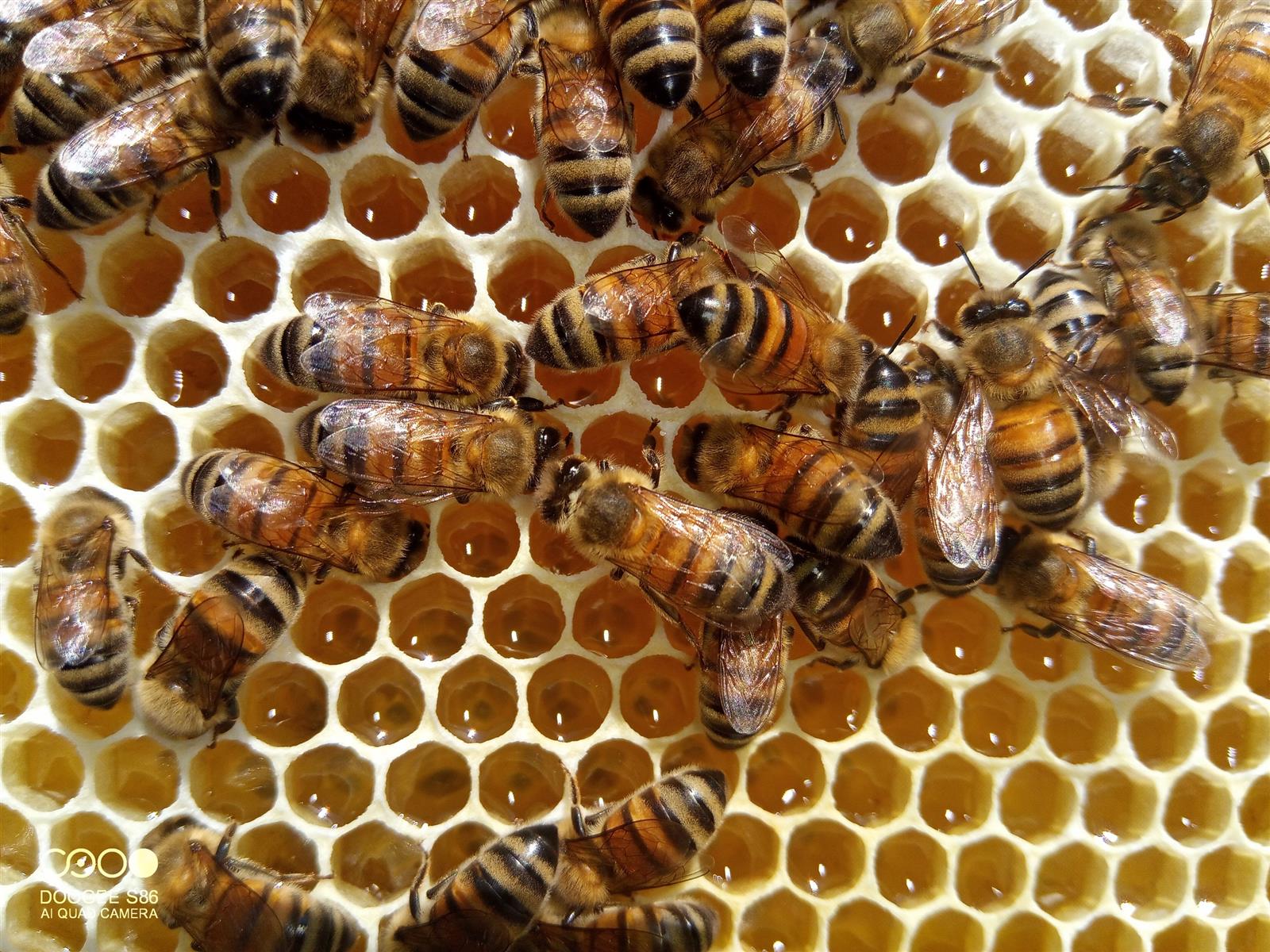 À la découverte du monde des abeilles