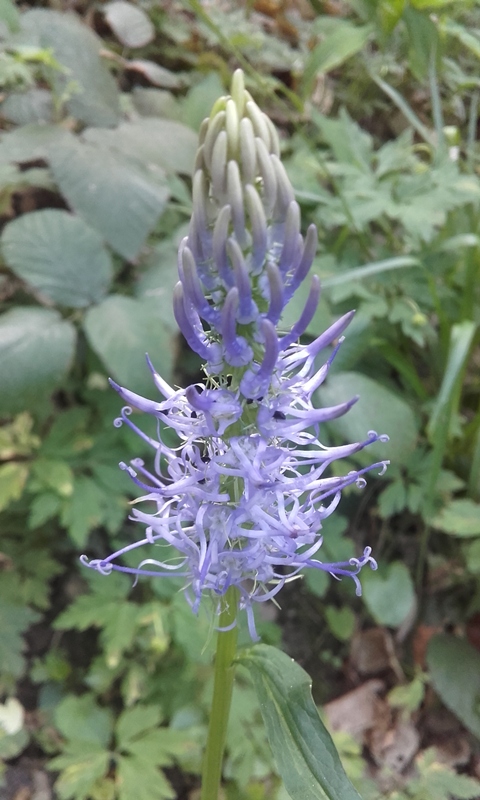 Sortie découverte des plantes sauvages comesti ...