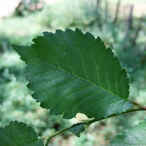 Reconnaissance des arbres en été, leurs vertus ...