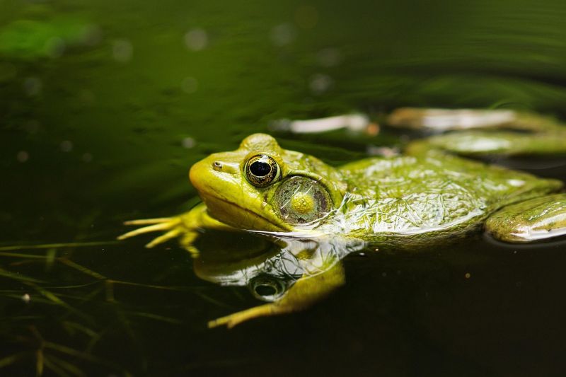 Printemps de la biodiversité - Sortie nocturne ...