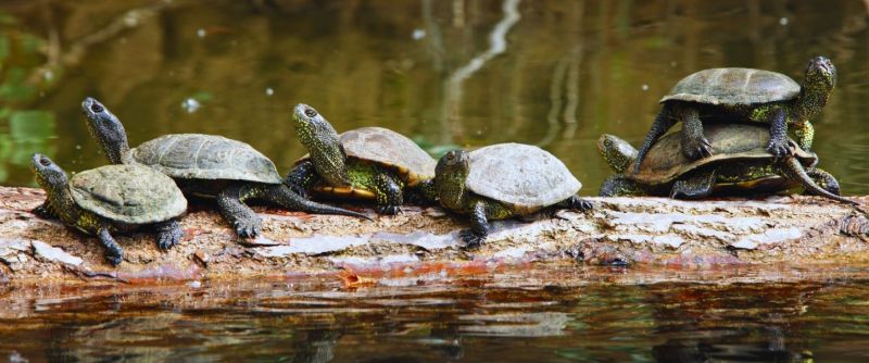 Printemps de la biodiversité - A la rencontre  ...