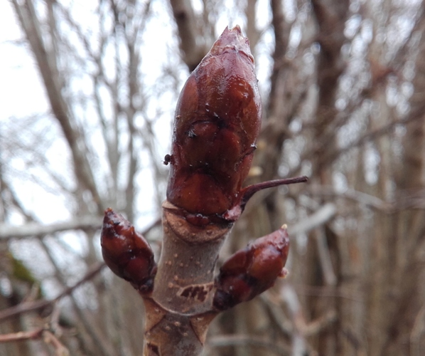 Journée découverte de la Gemmothérapie