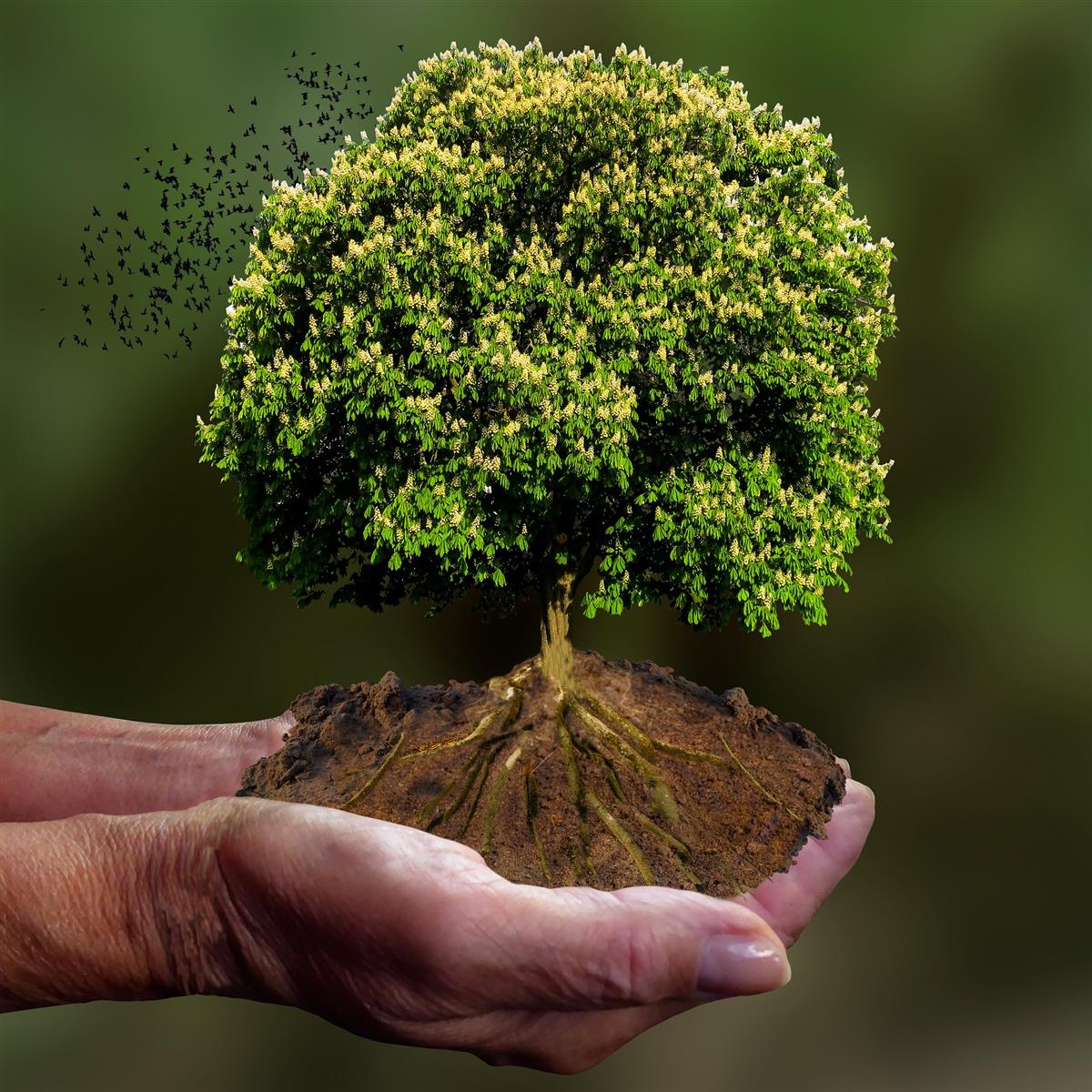 Stage d’initiation à la sylvothérapie – Châtea ...