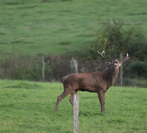 Brame du cerf