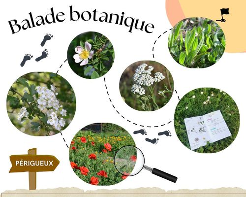 Balade découverte des plantes sauvages