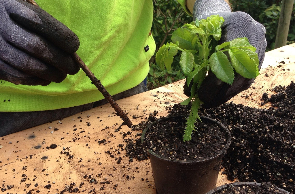 Atelier Mon jardin d'aromatiques