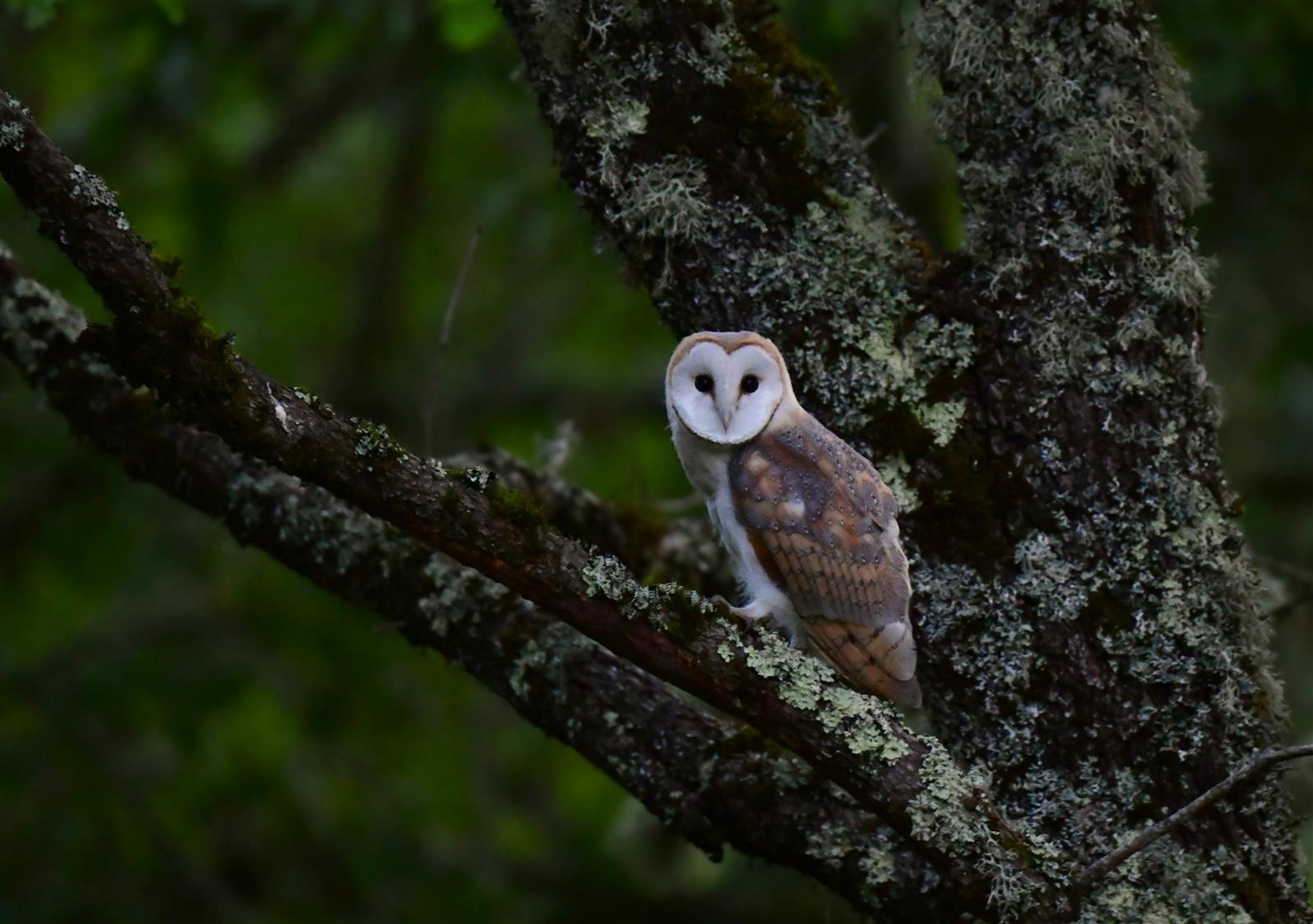 Nuit de la Chouette et Marché de Producteurs à ...