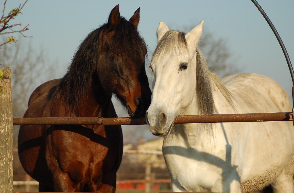 ÉTÉ ACTIF | Balade équestre