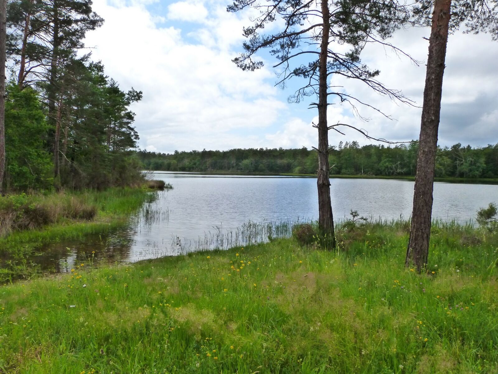 Été Actif - Animation nature au grand étang de ...