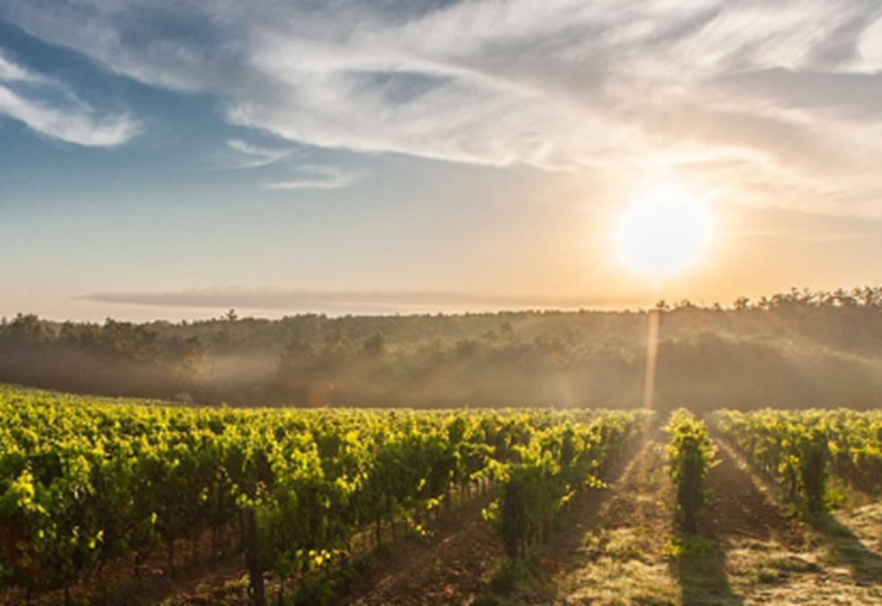 Château la Robertie | Visite et Dégustation