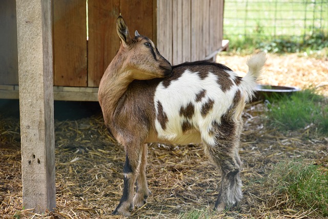 Le printemps à la ferme : La Chèvre et le chou