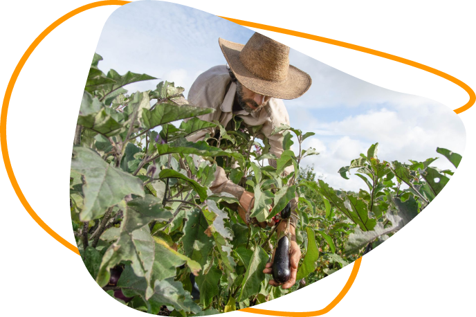 Ferme de Cagnolle : Maraichage sur sol vivant