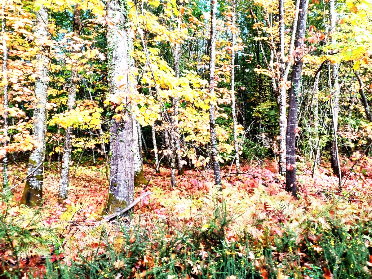 Milpas Sorgeais - Boucle forêt de Lanmary