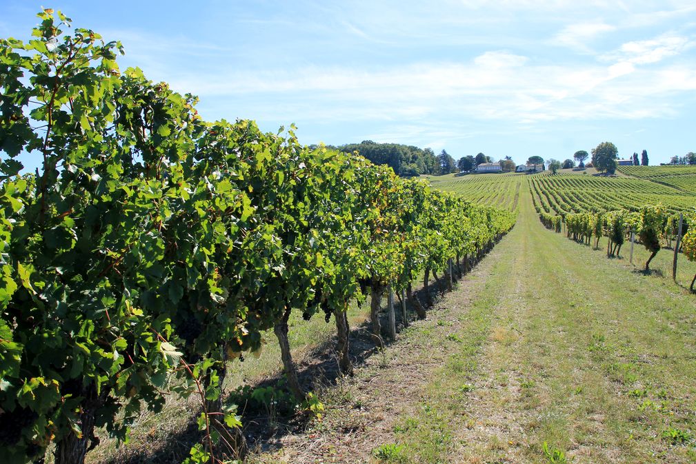 Été actif | Randonnée dégustation