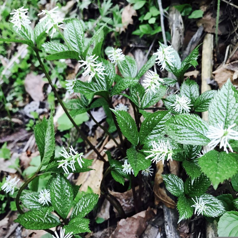 Stage de cuisine sauvage