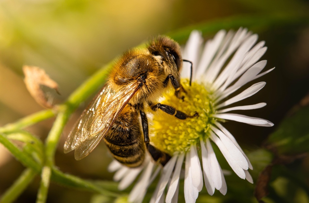 Eté actif | A la rencontre des abeilles | Lac  ...