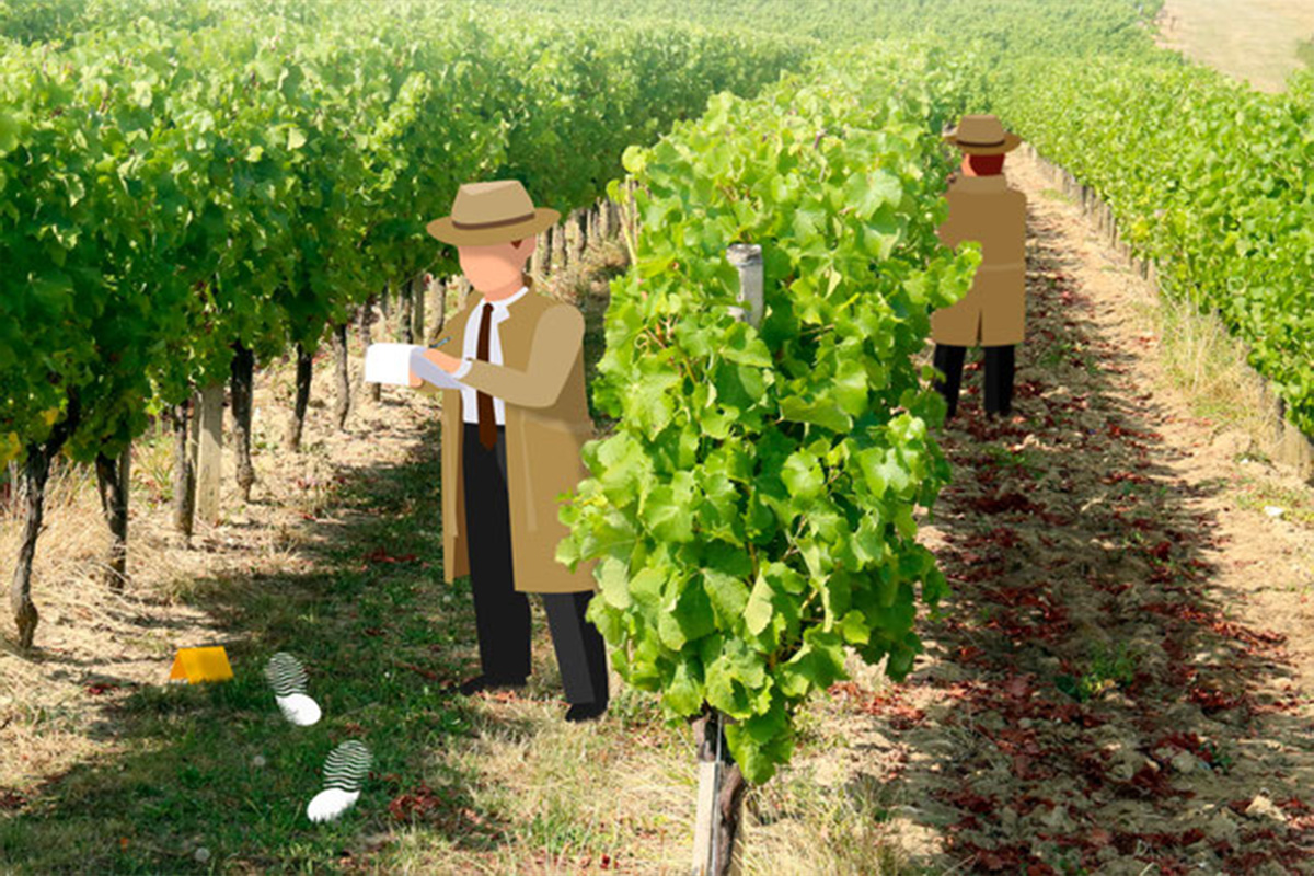 Cluedo géant dans les vignes | Château du Haut ...