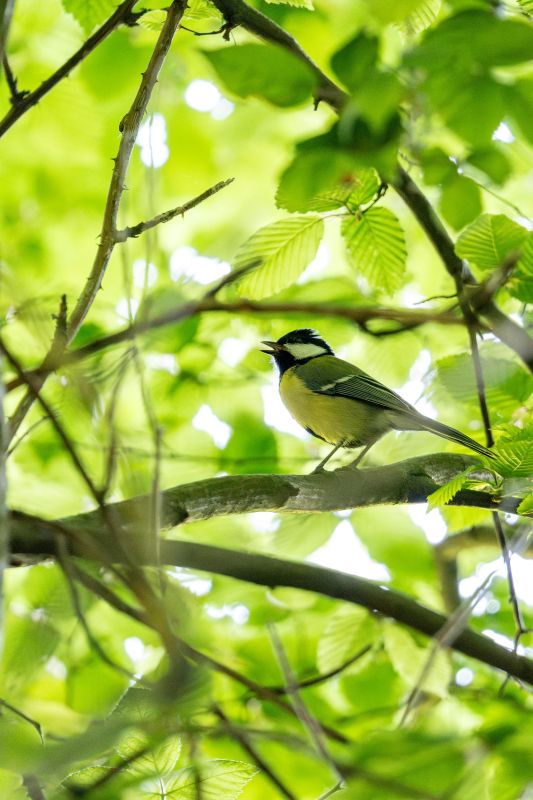 Été actif - Les oiseaux de la forêt et leurs c ...
