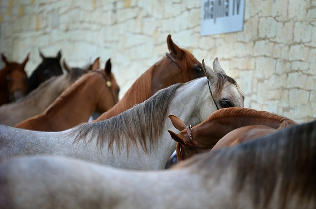 Concours endurance équestre