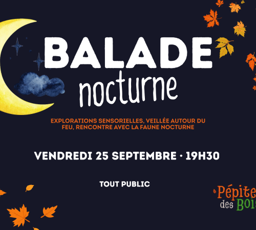 Balade nocturne familiale en forêt | Tout public