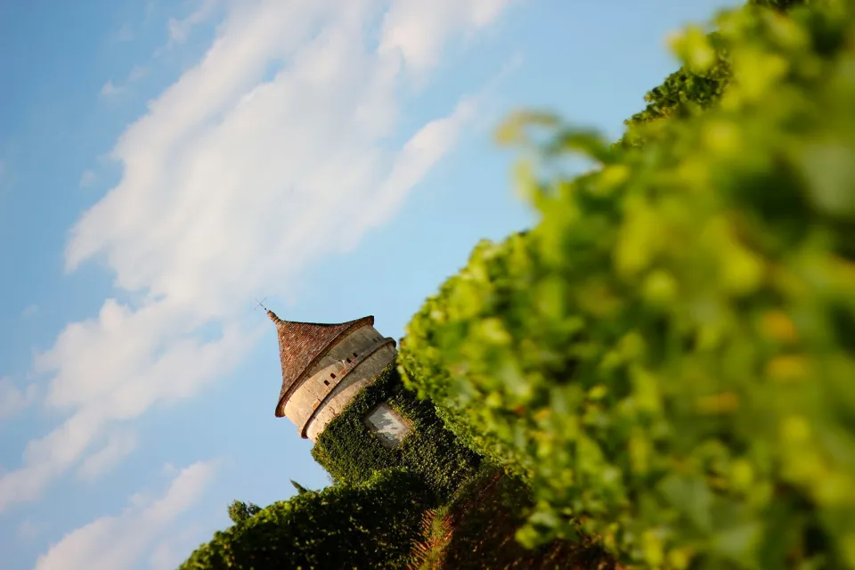 Château Terre Vieille
