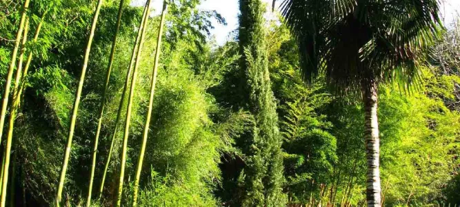 Les Bambous de Planbuisson