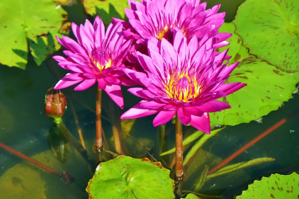 Les Jardins d'Eau