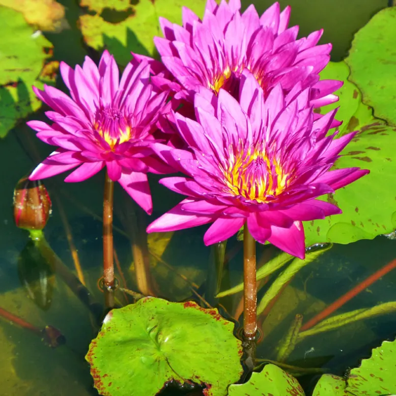 Les Jardins d'Eau