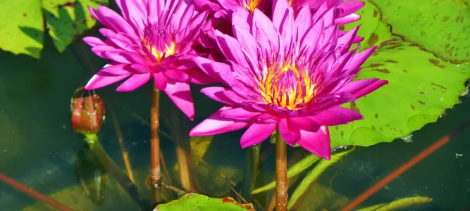 Les Jardins d'Eau