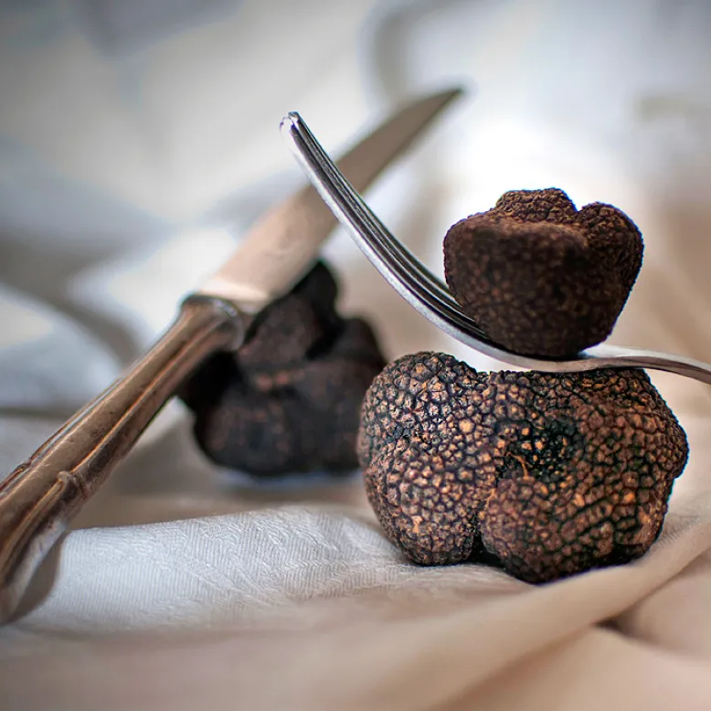 Écomusée de la Truffe