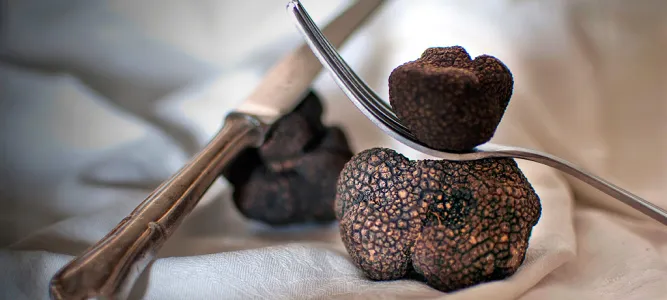 Écomusée de la Truffe