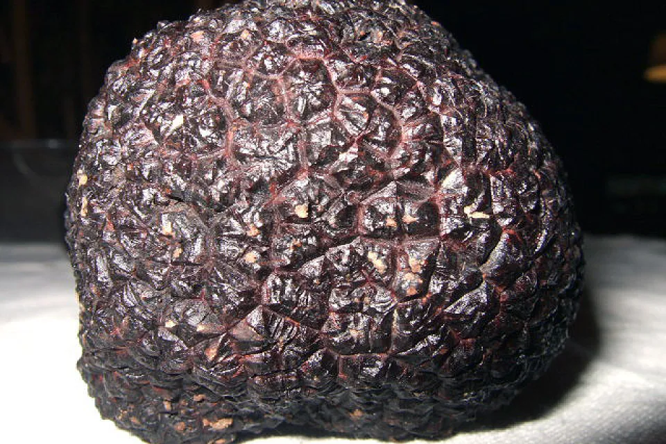 Truffière des Mérigots