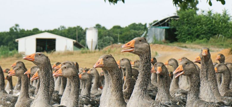 Les Oies du Périgord Noir