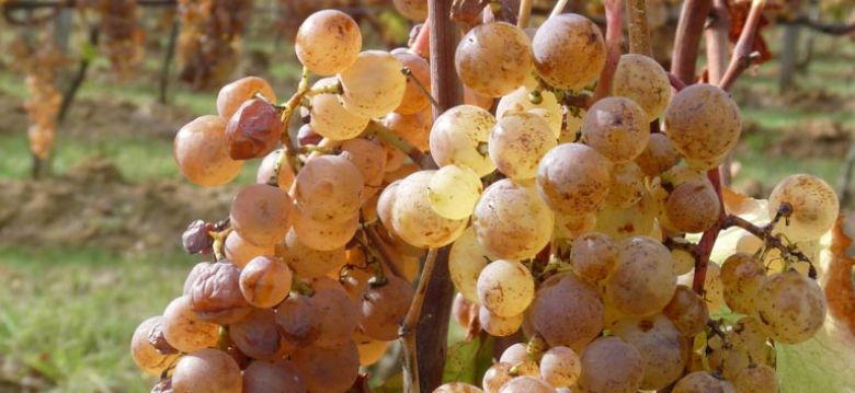 Château Ladesvignes