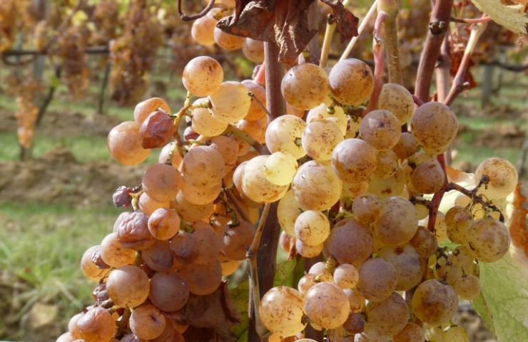 Château Ladesvignes