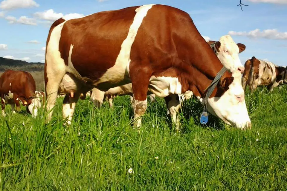 Ferme de la Brunie