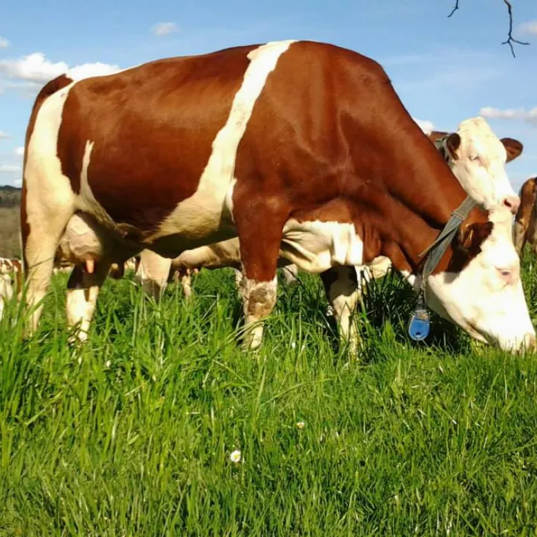Ferme de la Brunie
