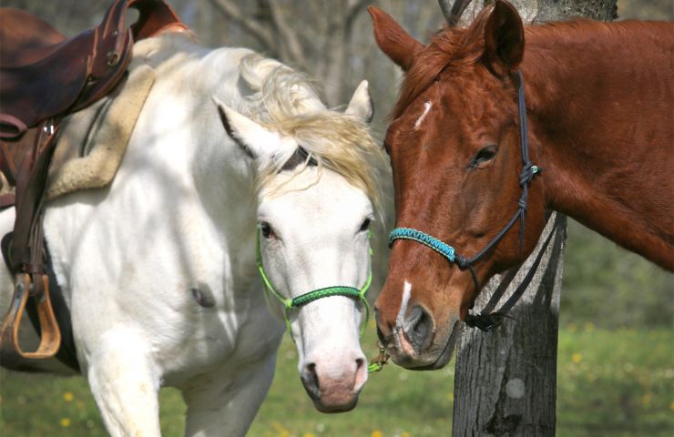L'échappée Pastorale