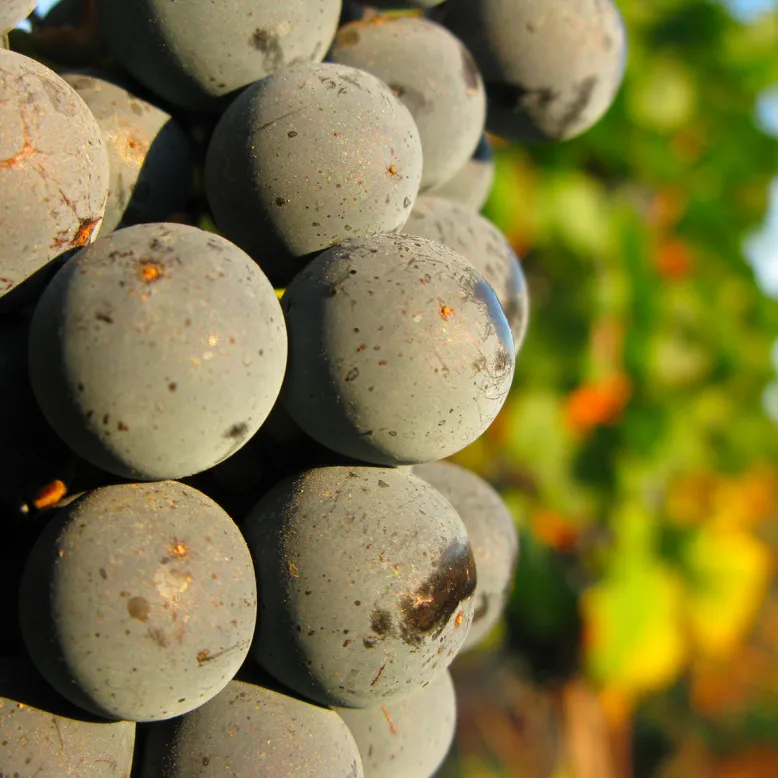 Domaine du Grand Jaure