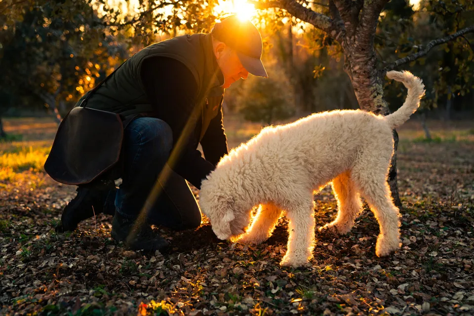 Grand Merlhiot truffle estate