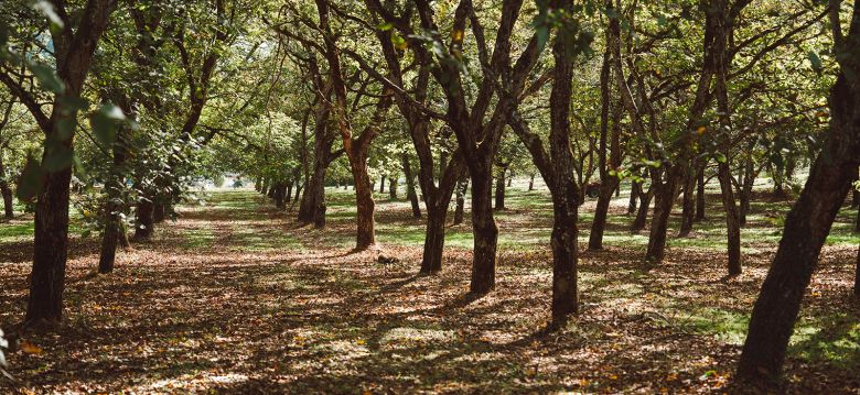 Les Noyeraies du Lander
